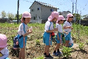 野菜の水やりが始まりました