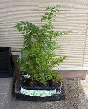 全国植樹祭
