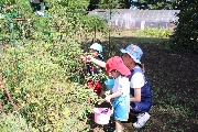 野菜の収穫と秋の実り
