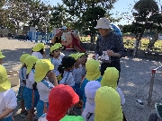 すいせんの球根植え